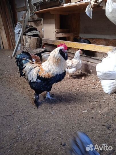 Молодые петухи