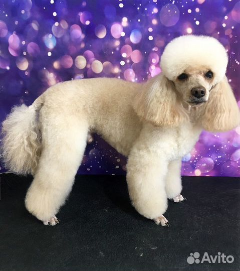 Стрижка собак и кошек