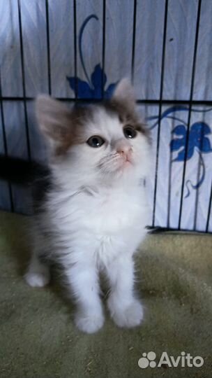 Красивые котята