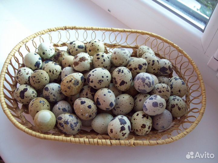 Яйца перепелиные домашние