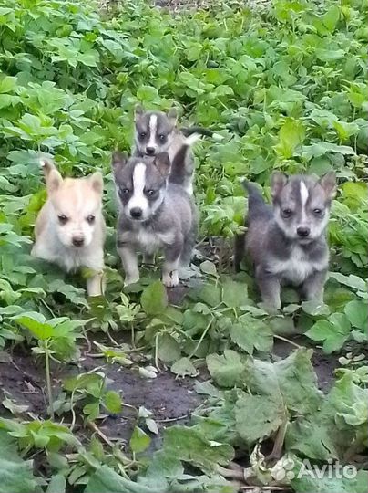 Щенки от Хаски