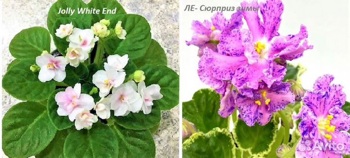 Набор деток сортовых фиалок