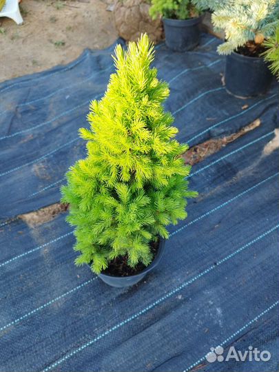 Ель канадская Коника карлековая