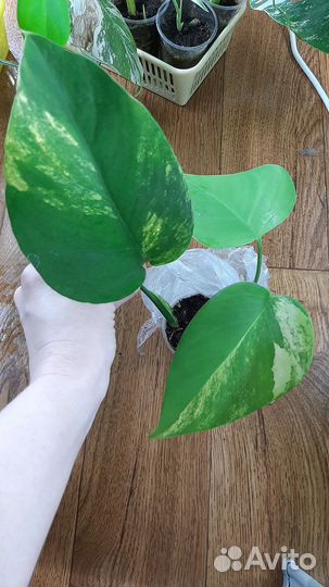 Монстера вариегатная