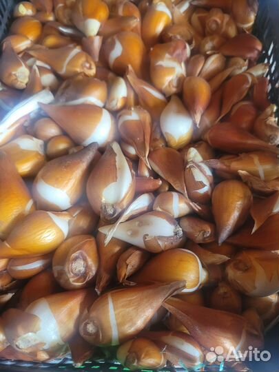 Луковицы тюльпанов