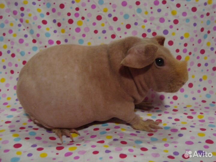 Морские свинки скинни