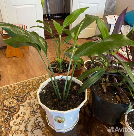 Комнатные цветы