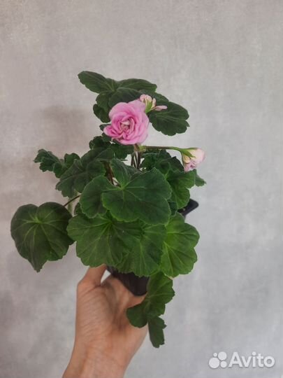 Пеларгония герань