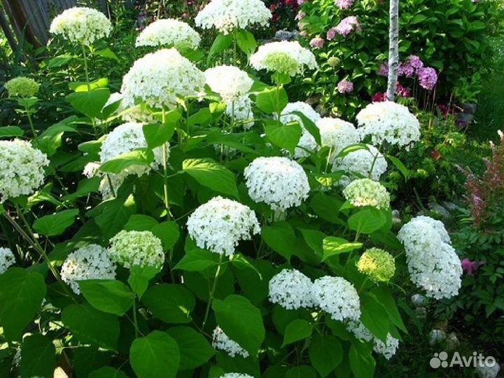 Многолетники