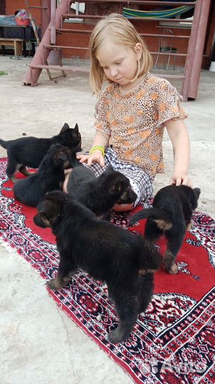Щенки немецкой овчарки
