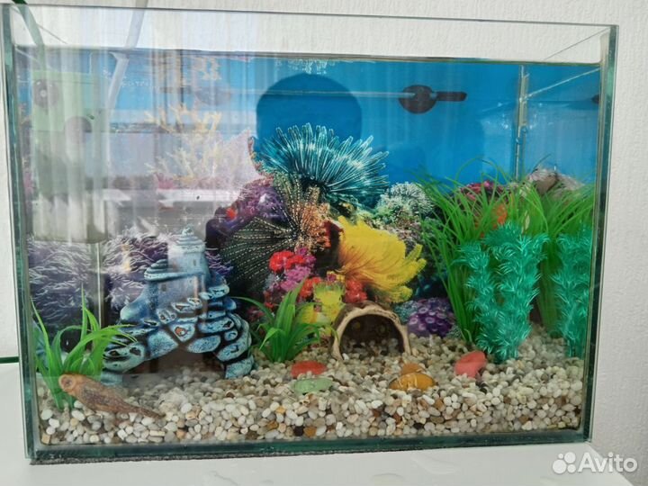 Аквариум
