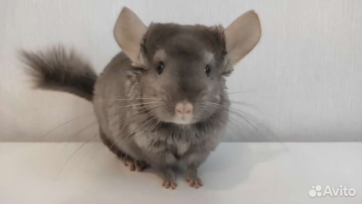 Шиншилла носитель ангоры гетеробеж