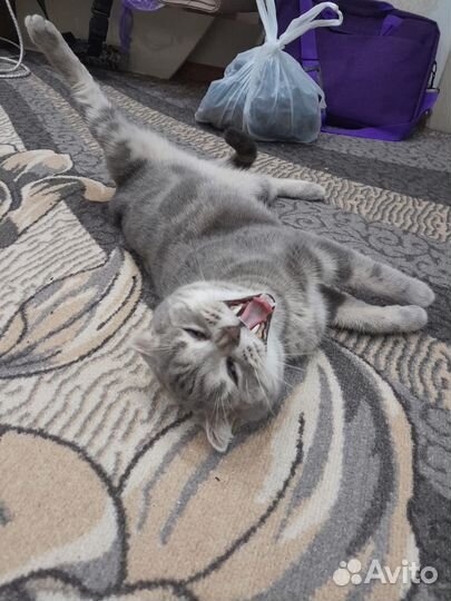 Шотландская кошка вязка