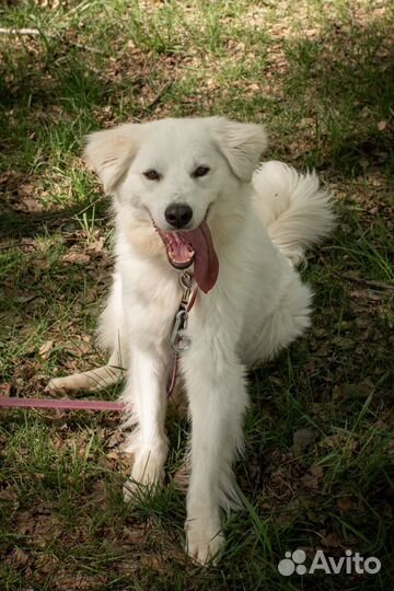 Белоснежная красавица-собака хочет домой