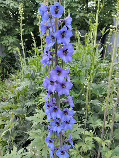 Участок 6,6 сот. (ИЖС)