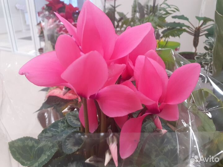 Комнатные цветы