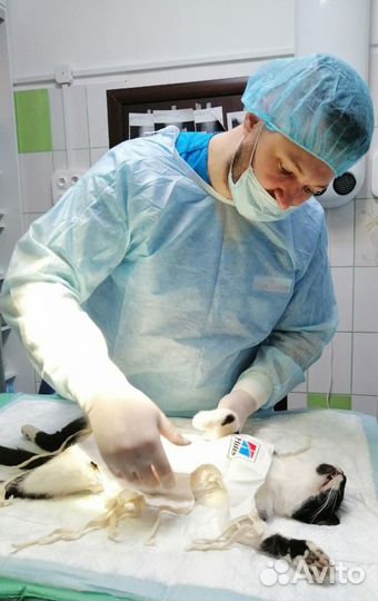 Ветеринарный врач