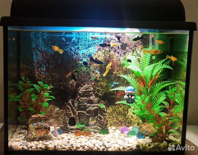 Аквариум с рыбками