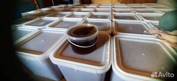 Алтайский мед оптом 2023