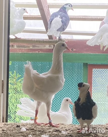 Голуби Мальтийские курочки