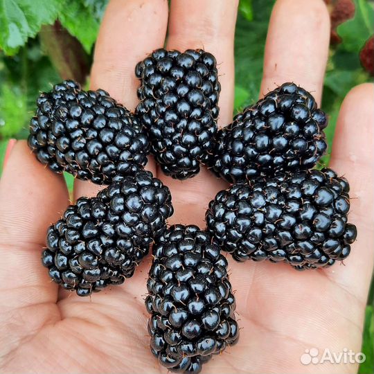 Саженцы ежевики ремонтантной