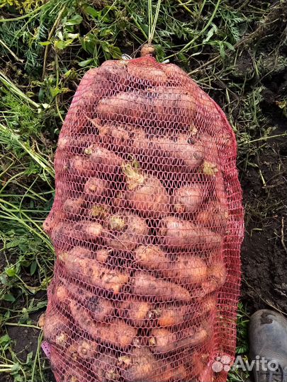 Продам морковь