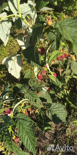 Рассада томатов, перцев, огурцов, картофель