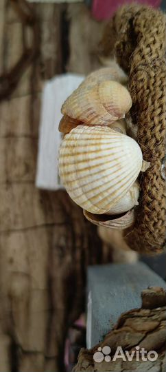 Ракушки для декора