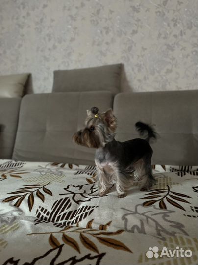 Йоркширский терьер вязка