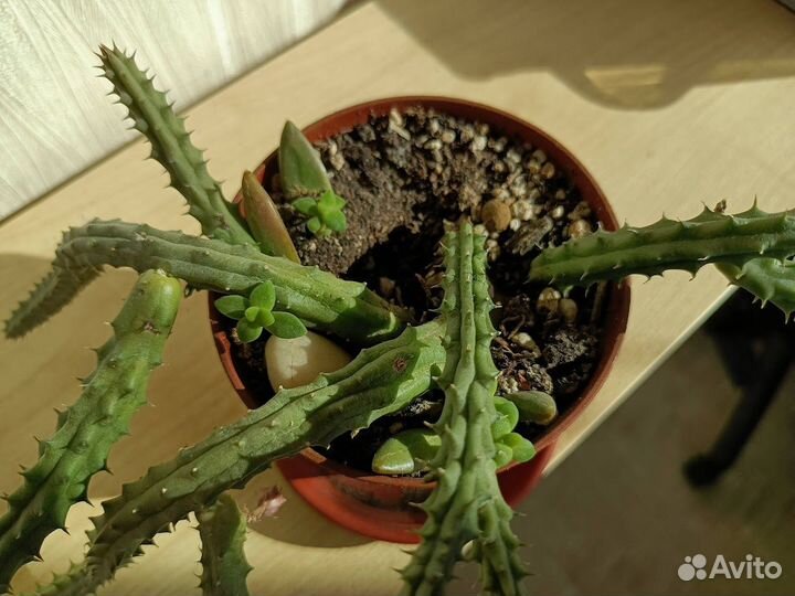 Суккуленты. Гуэрния