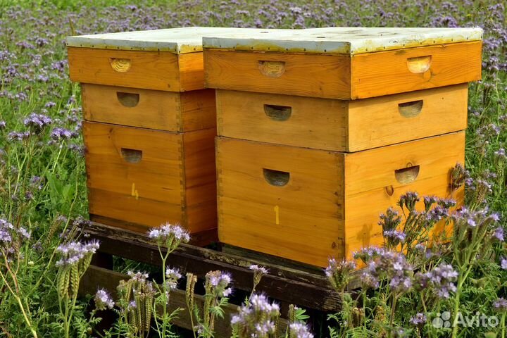 Улей и пчелы