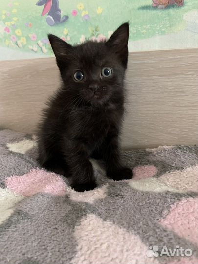 Котята от кошки мышеловки