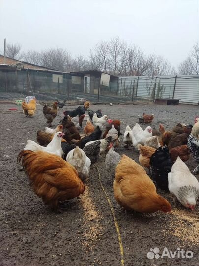 Инкубационные яйца