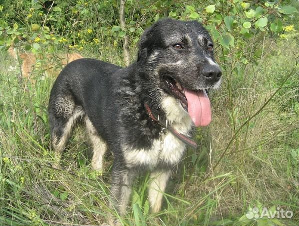 Тотоша: красота, доброта, сила, мудрость