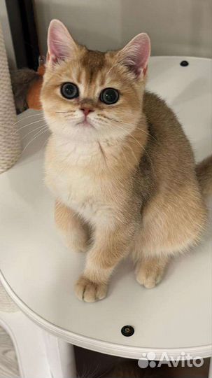 Британская золотая шиншилла