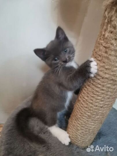 Котята в добрые руки бесплатно