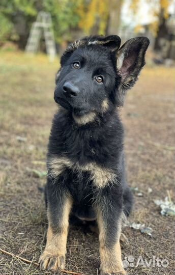 Немецкая овчарка