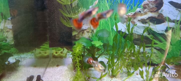 Аквариумные рыбки