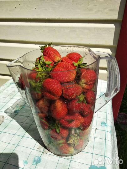 Рассада Виктории (Клубники)