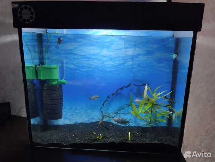 Аквариум.Со всем содержимым