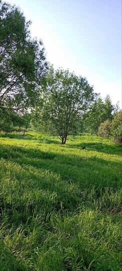 Участок 25 сот. (ИЖС)