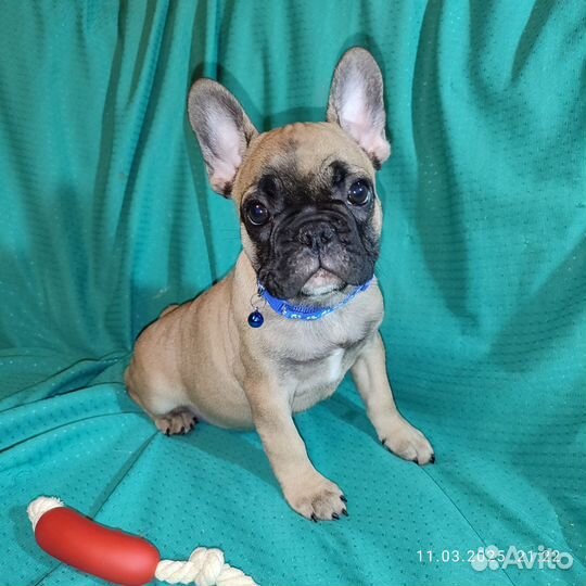 Французский бульдог щенки