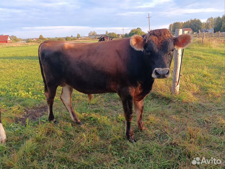 Корова дойная, Джерсийский бык