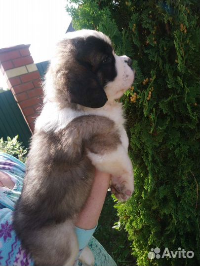 Щенки сенбернара