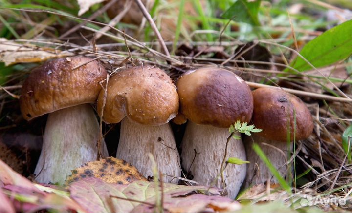 Грибы белые соберу, опята, лисички, подберёзовики