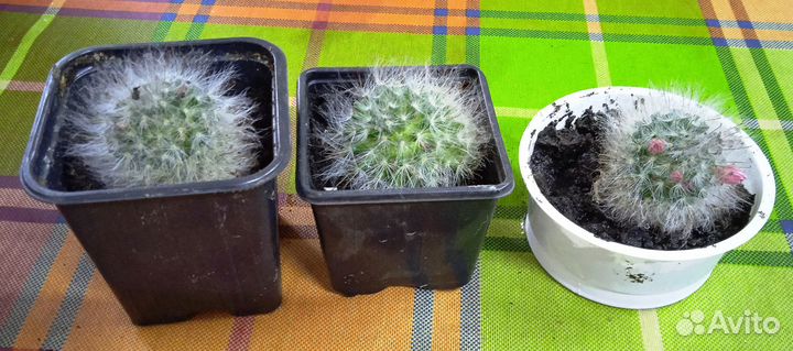 Кактусы и суккуленты