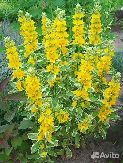 Растения для сада, клумб и горок