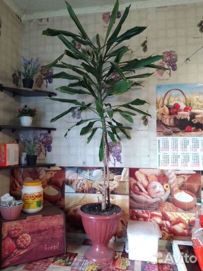 Пальма драцена