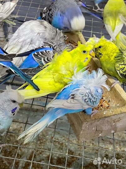 Попугай Хагоромо