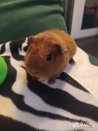 Морские свинки тедди